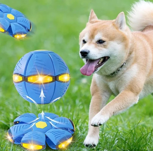 Doggy Disc Ball